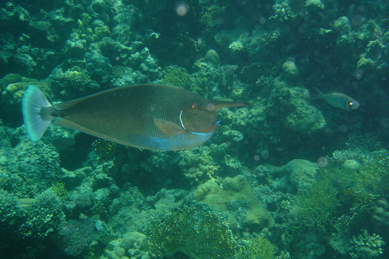 Naso brevirostris (Pesce unicorno maculato)